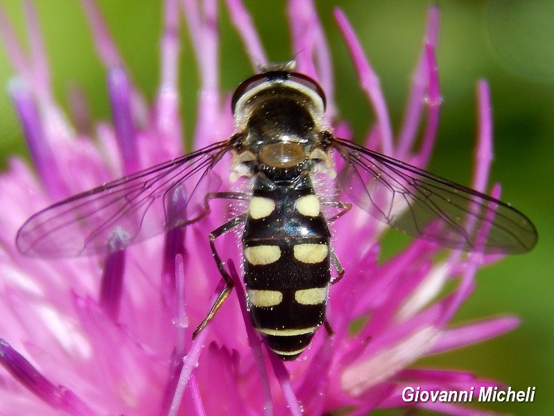 Melangyna sp. femmina (Syrphidae)